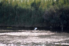 Airone Garzetta28