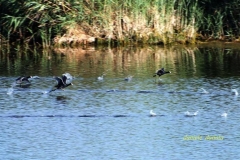 folaghe38
