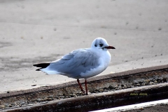 Gabbiani026
