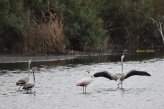 Saline Fenicotteri07