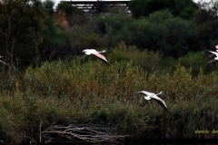 Saline Fenicotteri28