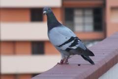 as-medici-088